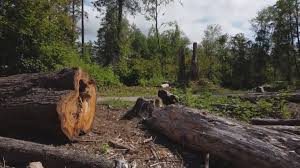 Best Hazardous Tree Removal  in Tarrytown, NY