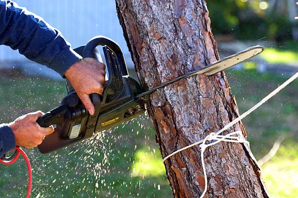 Professional Tree Care in Tarrytown, NY